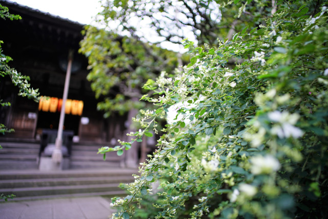 別名「はぎ寺」と呼ばれる萩の名所